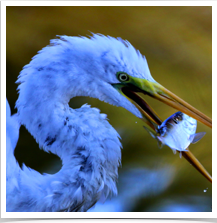 Great Egret - Eating Fish